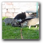 [Click to enlarge image]