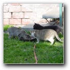 [Click to enlarge image]