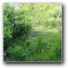 [Click to enlarge image]